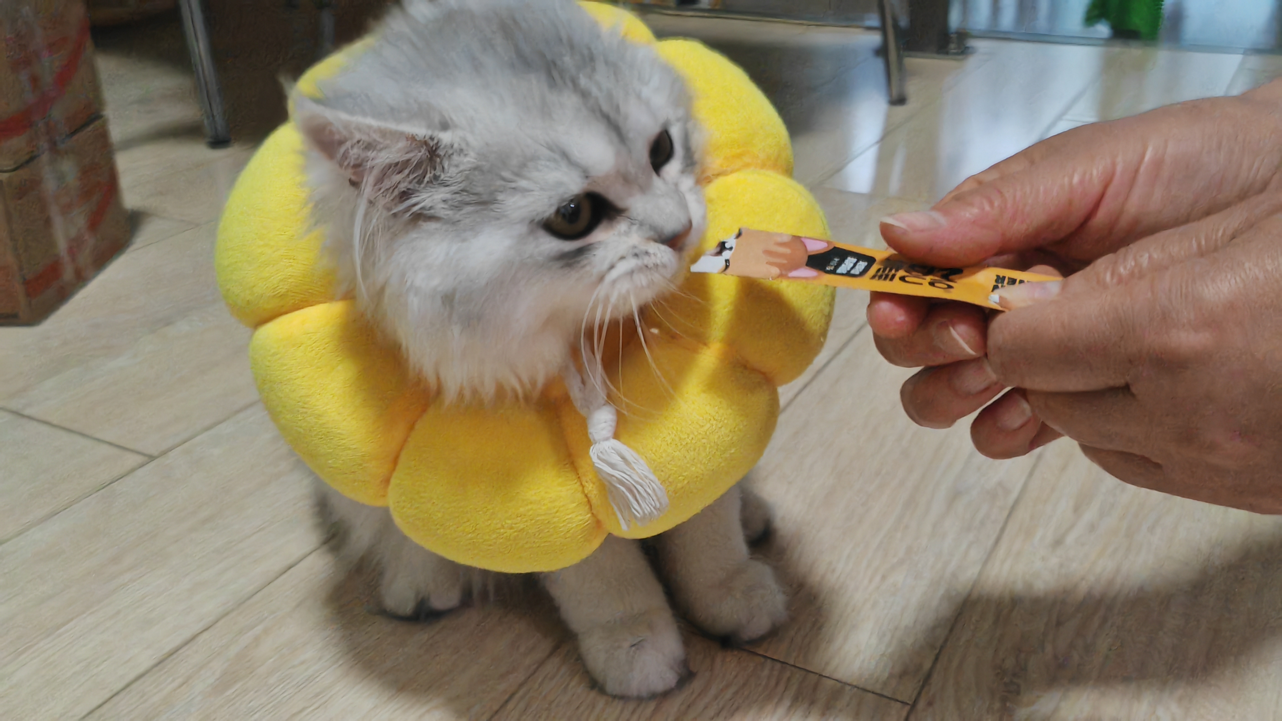 silver gradient，Long hair，