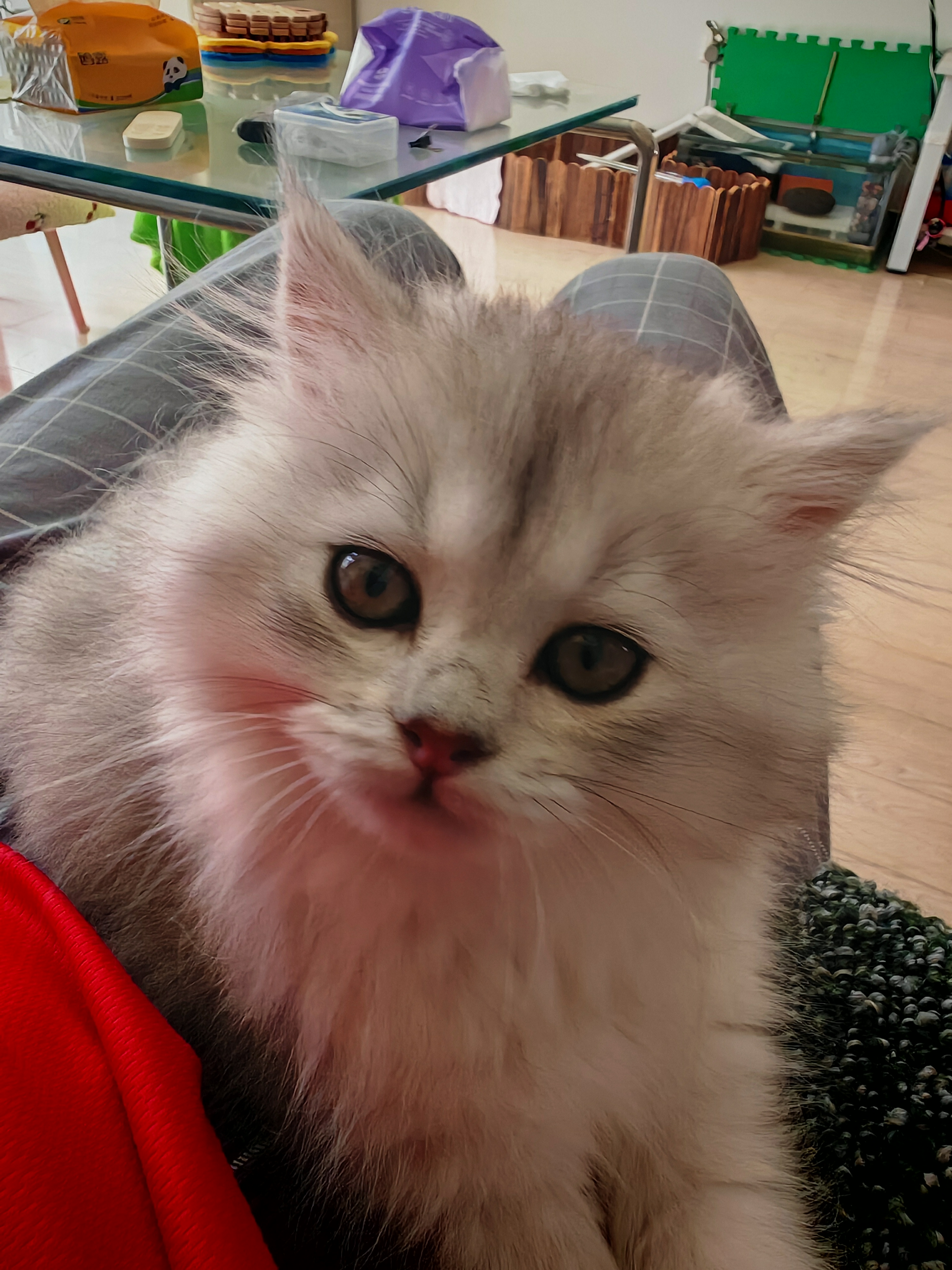 silver gradient，Long hair，cat，