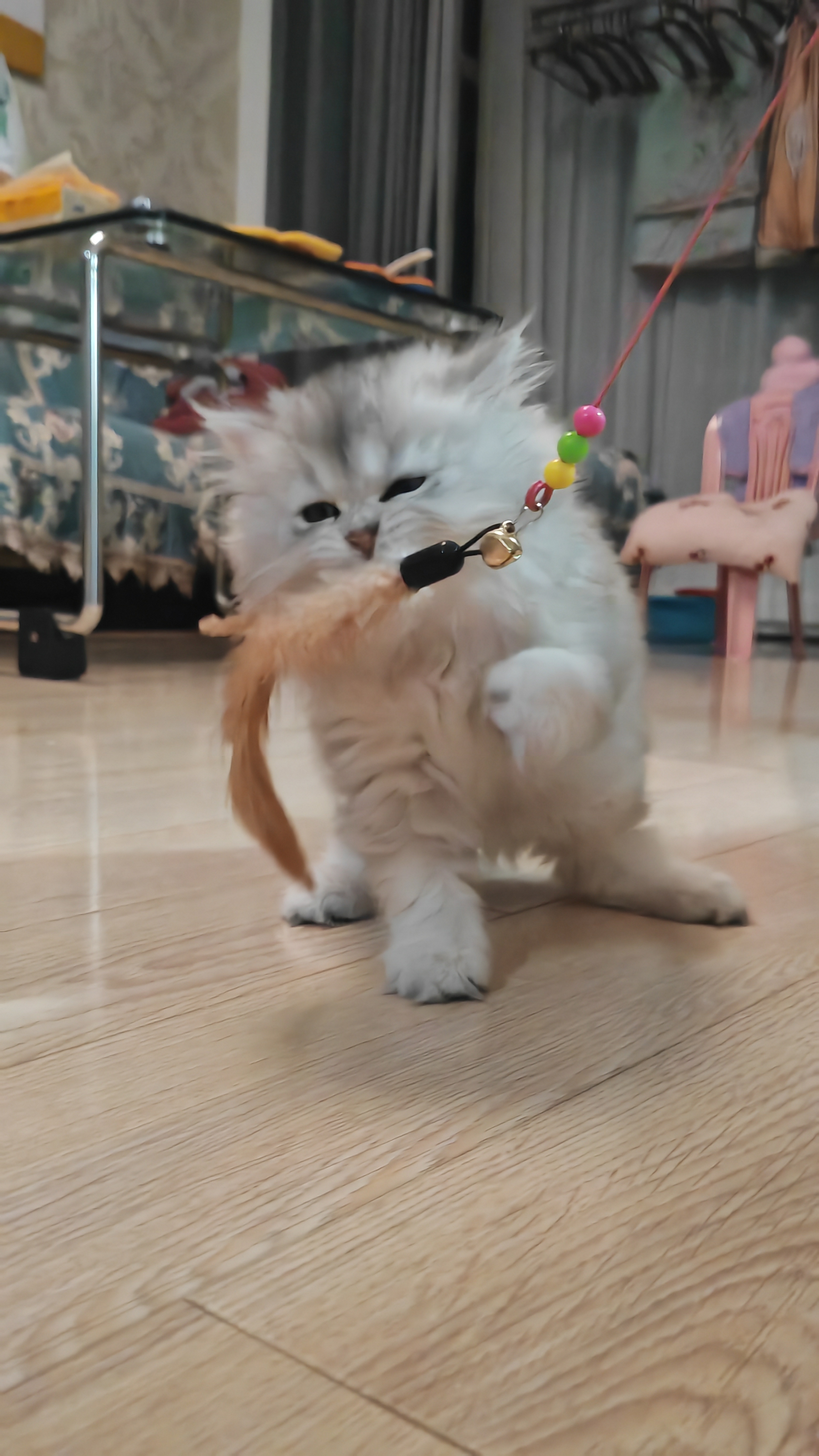 silver gradient，Long hair，cat，