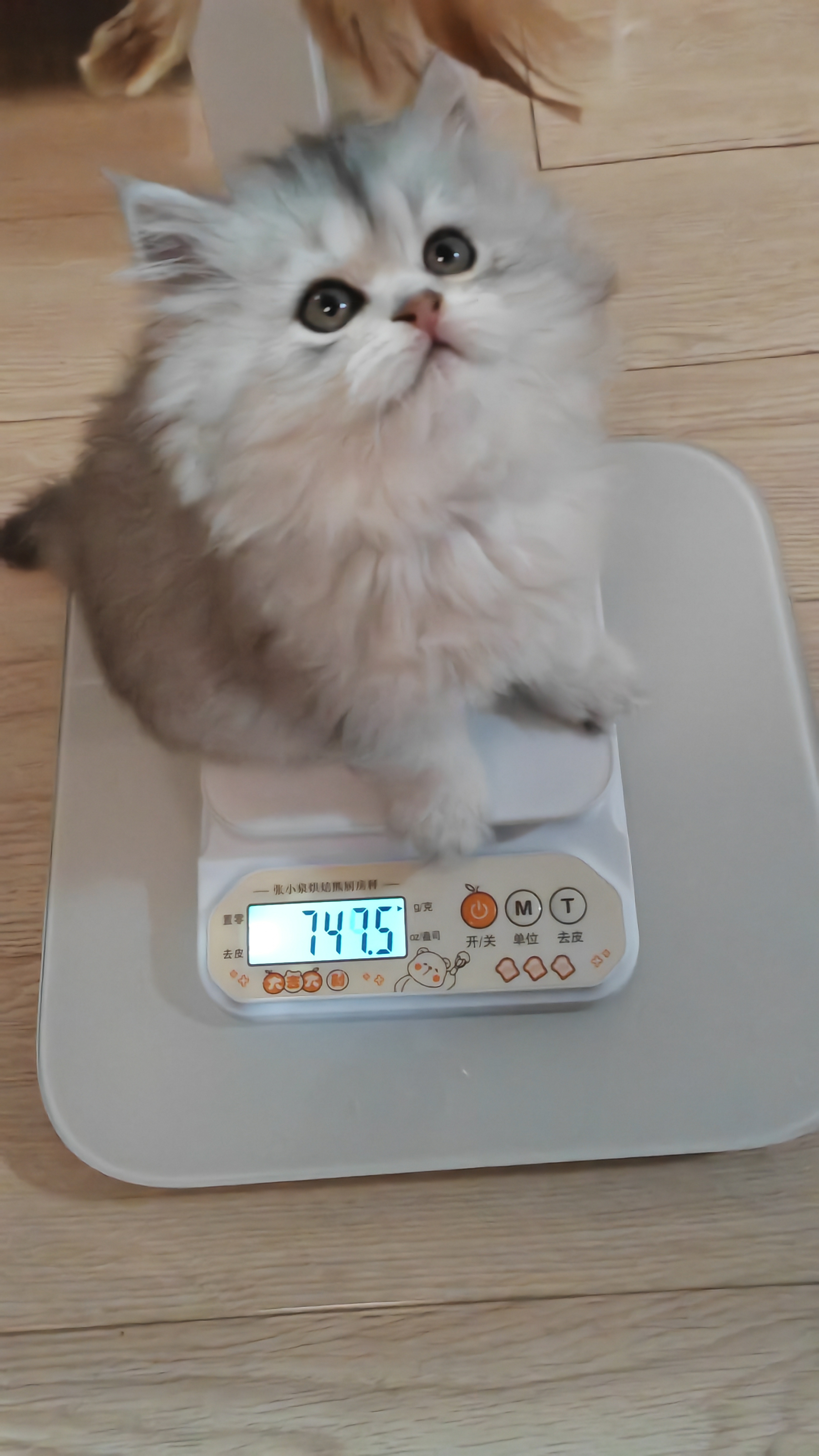 silver gradient，Long hair，cat，