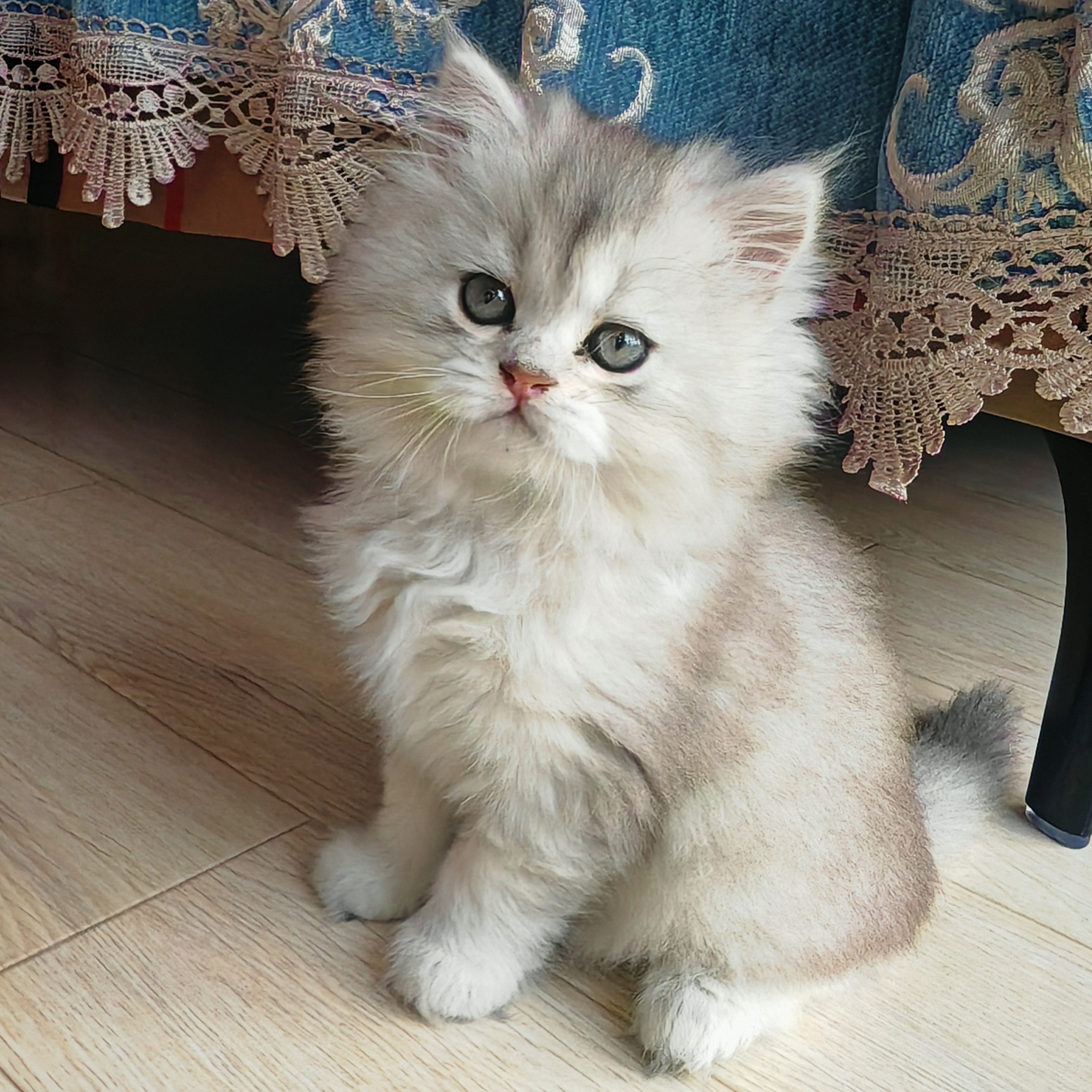 silver gradient，Long hair，cat，