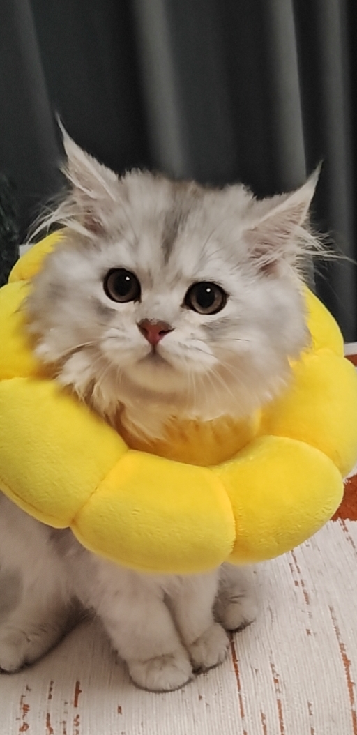 silver gradient，Long hair，