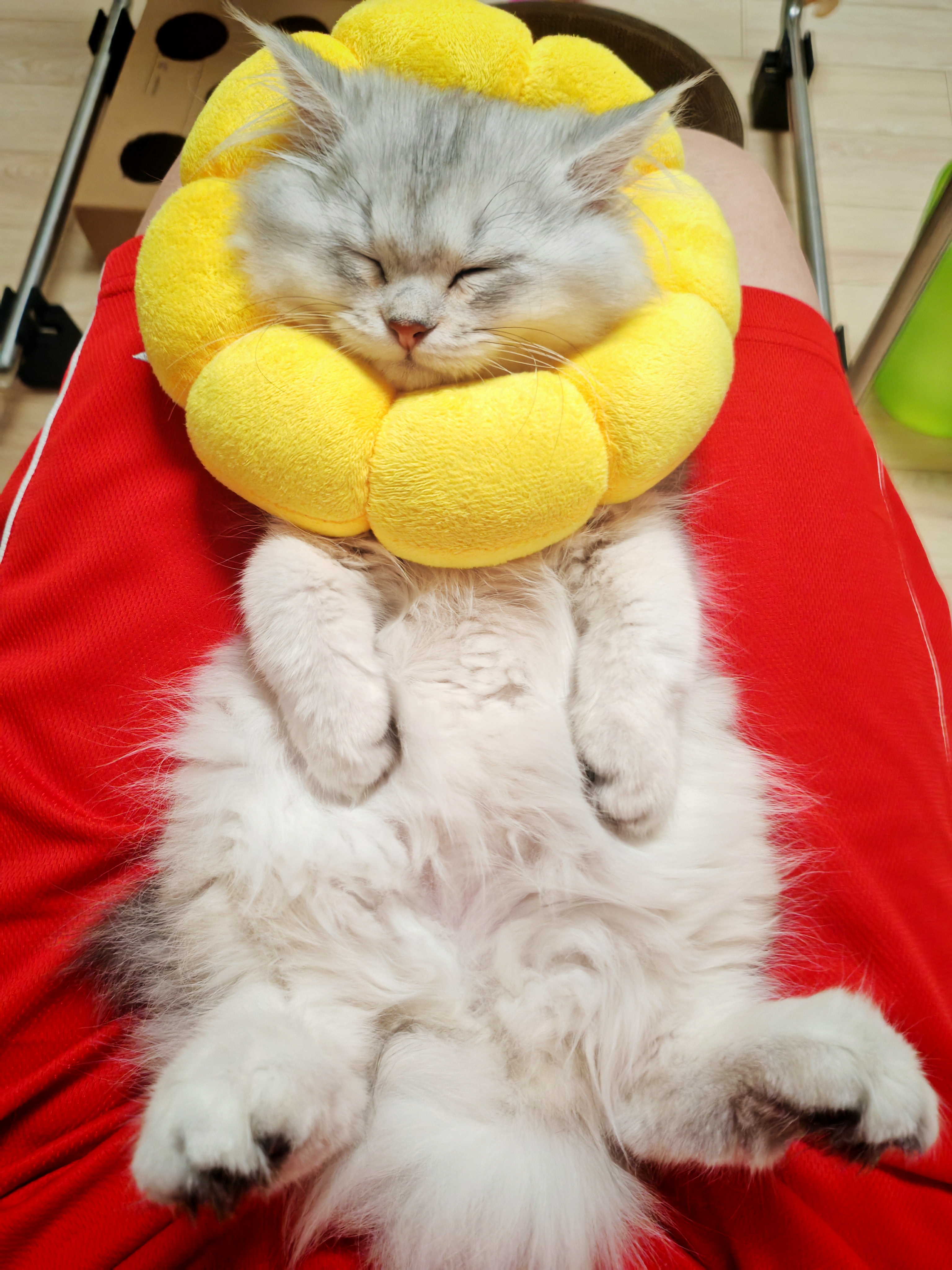 silver gradient，Long hair，