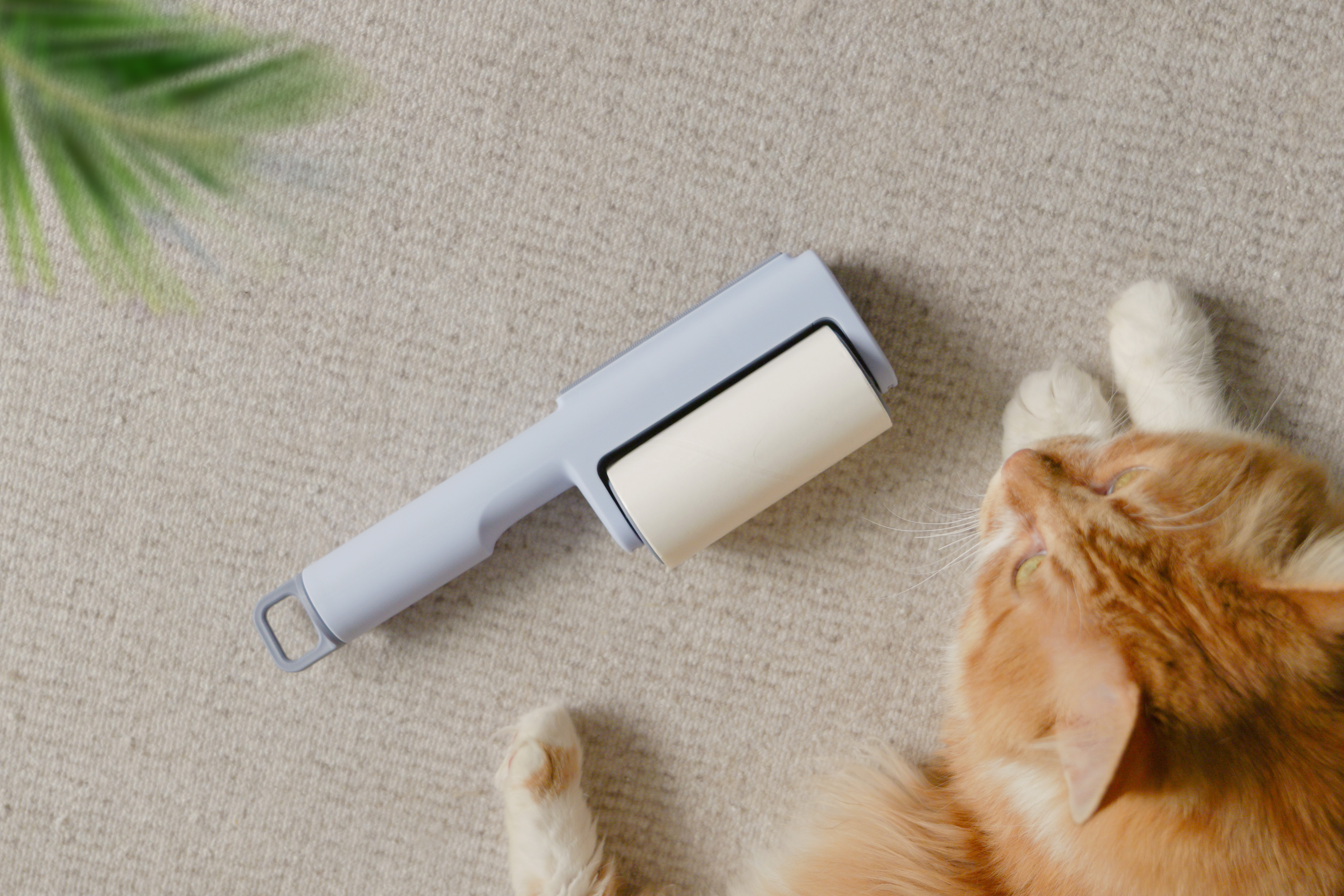 Hair sticking device，Pets，Kitty，cat，dog，