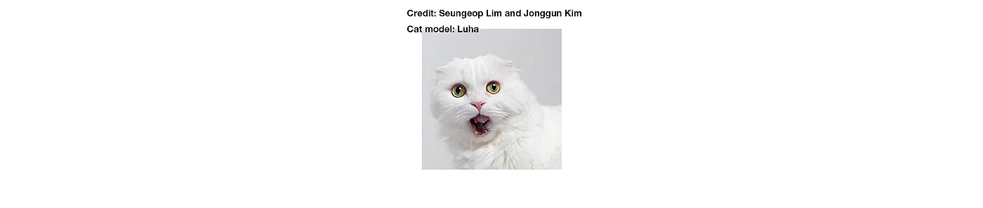 Cat Care suit，Portable storage，Pet Interaction，
