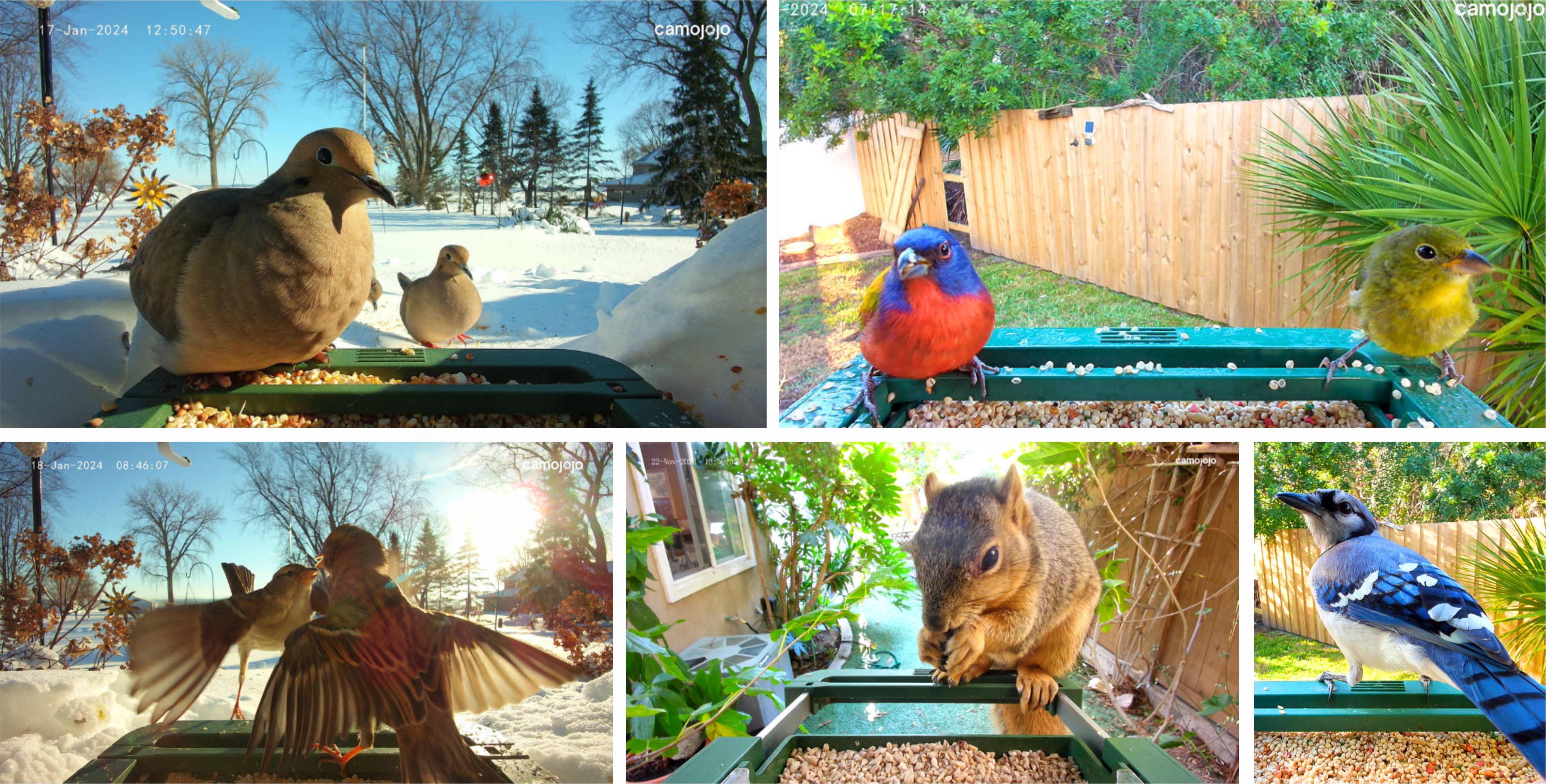 Bird Watching，camera，Infrared Camera，