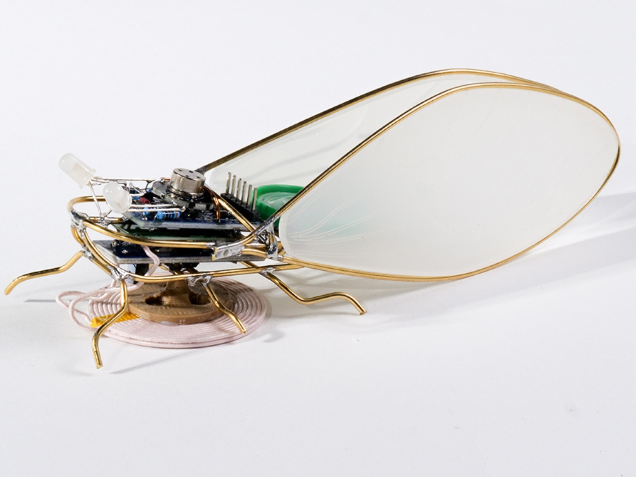 KIhikihi，Cicada，Sound device，insect，