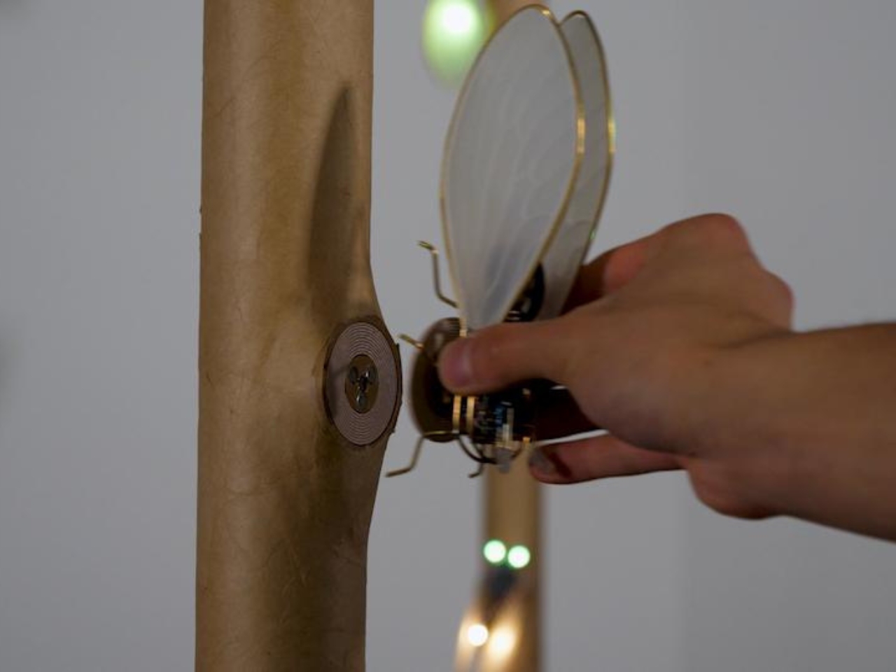 KIhikihi，Cicada，Sound device，insect，