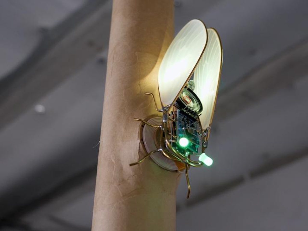 KIhikihi，Cicada，Sound device，insect，