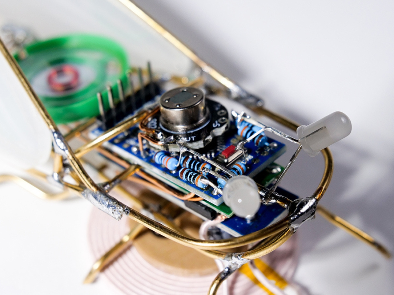 KIhikihi，Cicada，Sound device，insect，