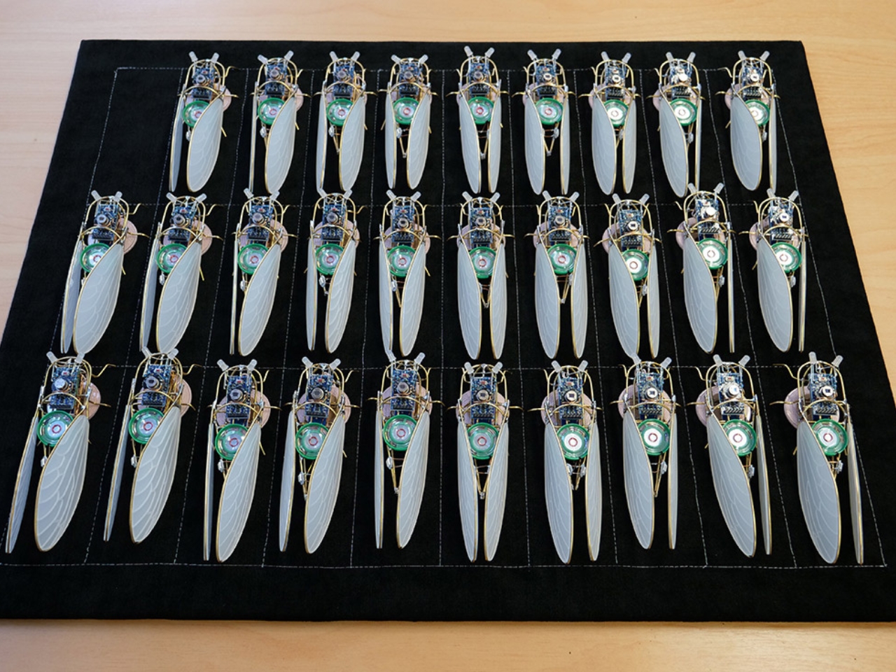 KIhikihi，Cicada，Sound device，insect，