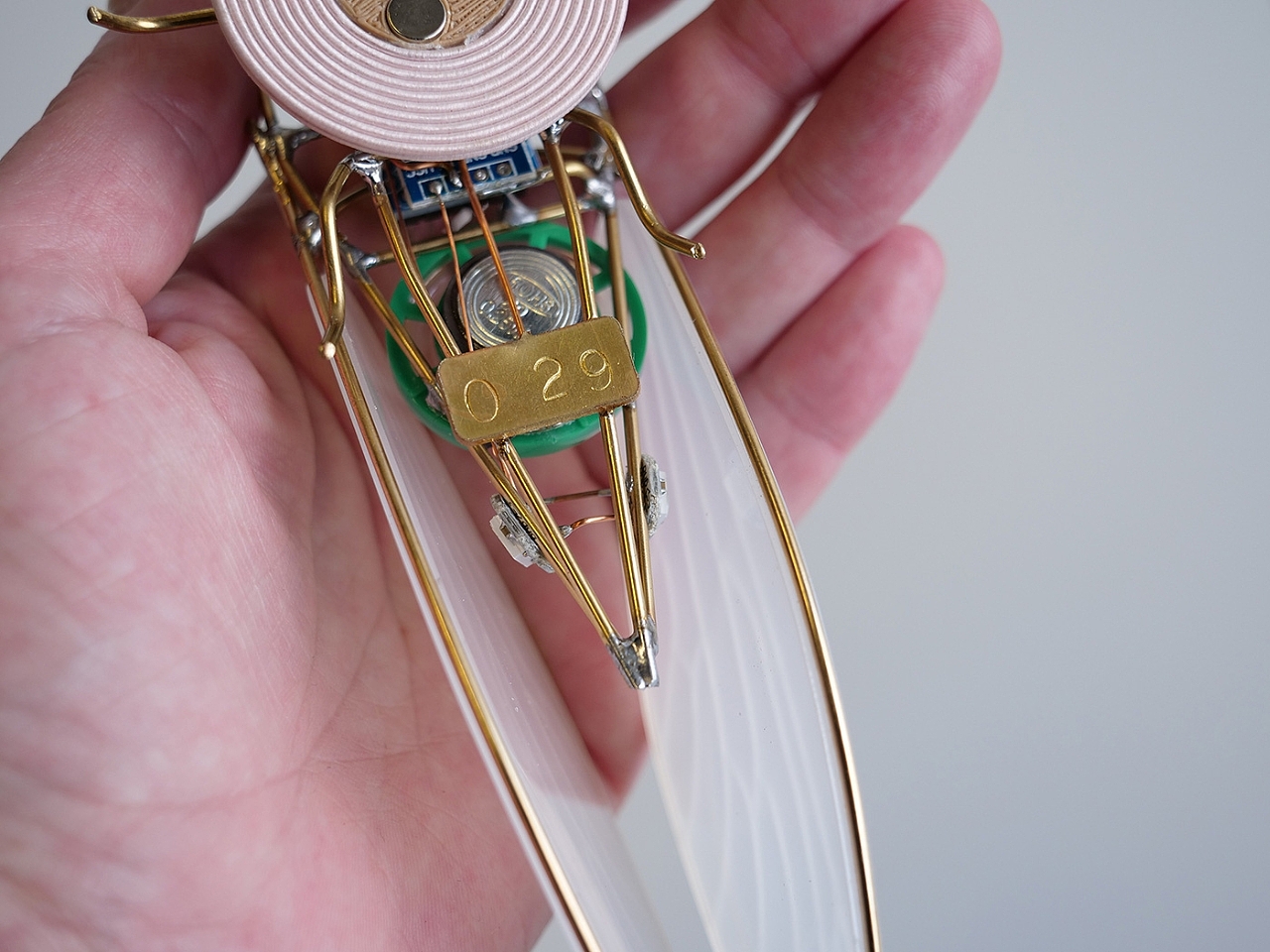KIhikihi，Cicada，Sound device，insect，