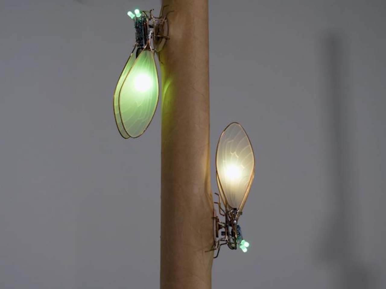 KIhikihi，Cicada，Sound device，insect，