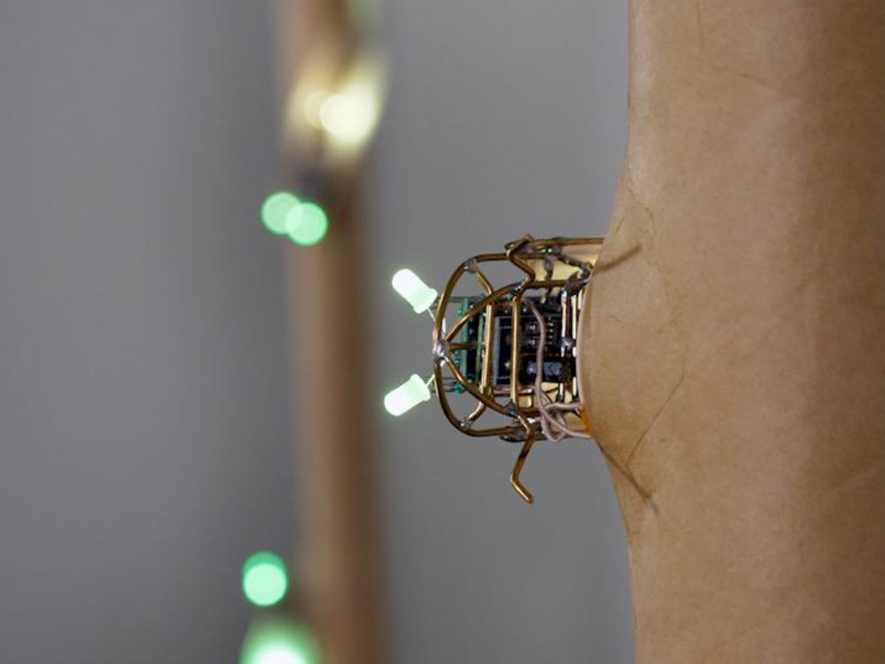 KIhikihi，Cicada，Sound device，insect，