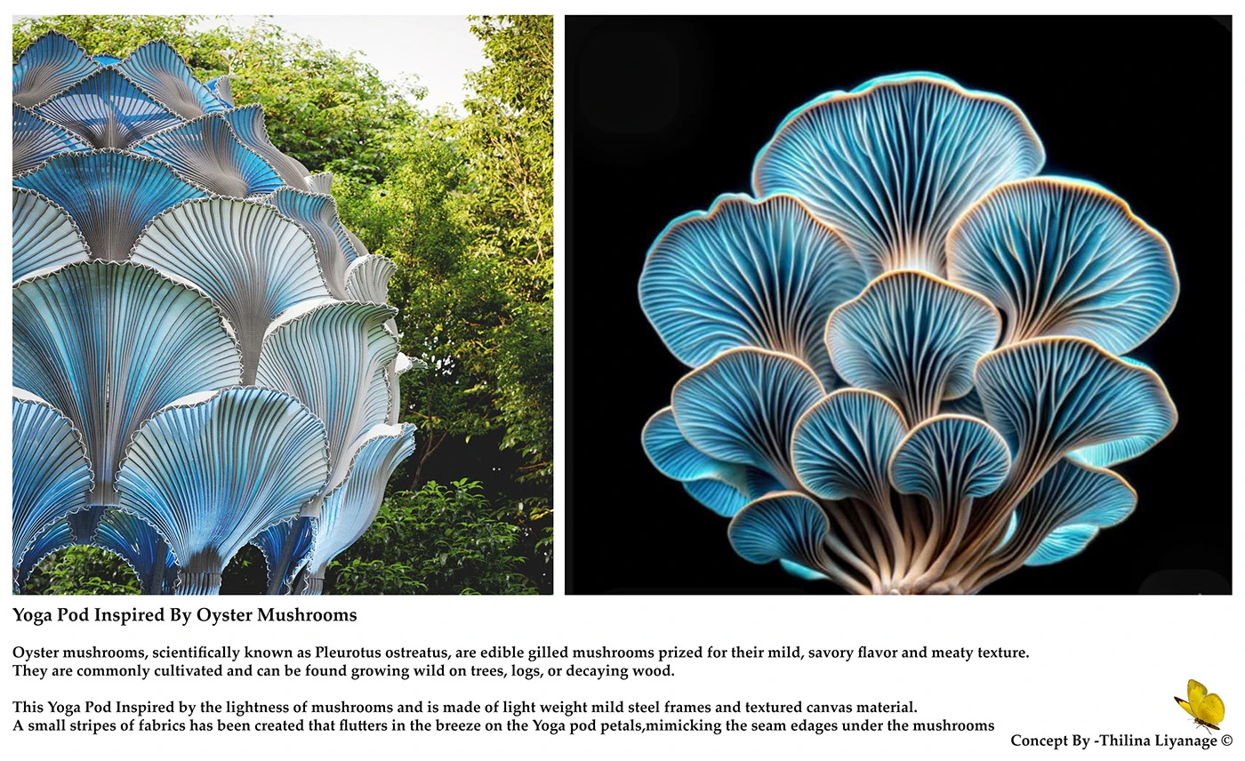 oyster fungus，yoga，Yogapod，Lightweight materials，