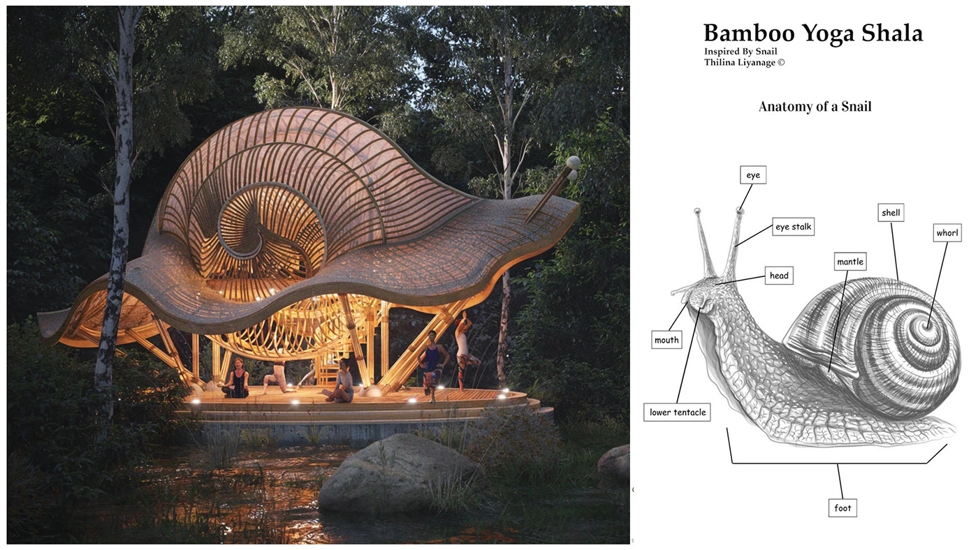 bamboo building，Snail，Yoga Space，Yoga Shala，