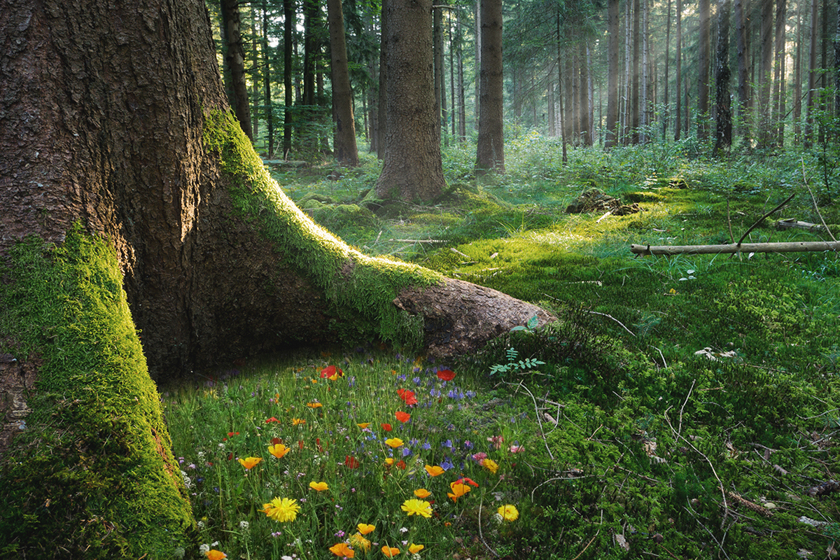 The cinerary casket，environment protection，