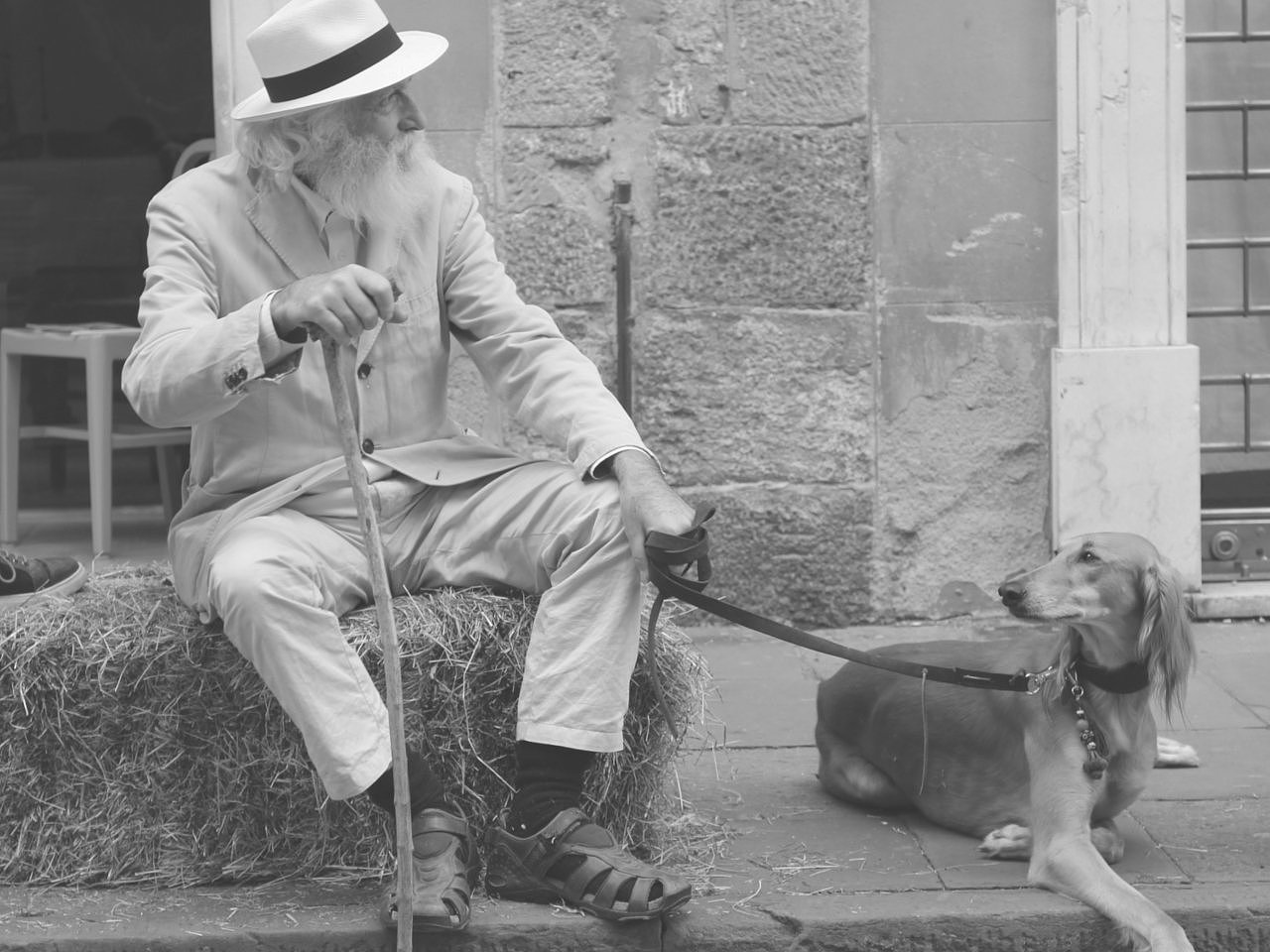 TOOS，Walking aid，Pet carrier，Travel for the elderly，
