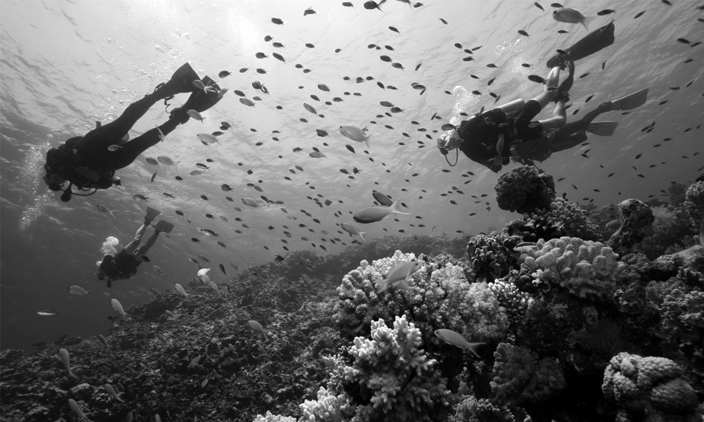 diving，silver，Regulator，intelligence，