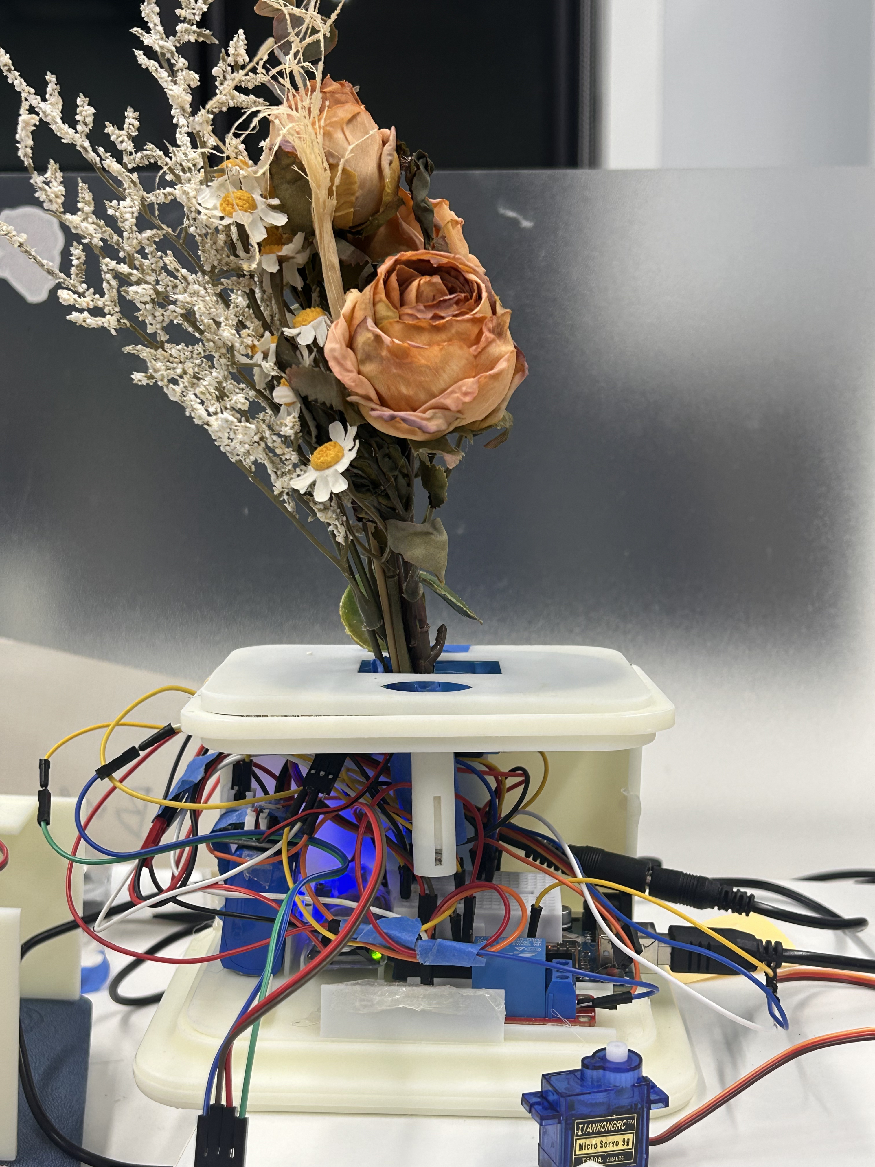 desktop，decompression，cure，Botany，Green plant，