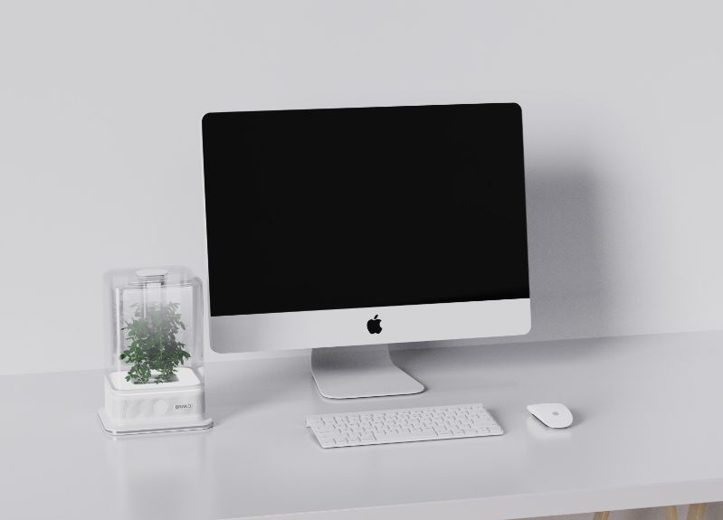 desktop，decompression，cure，Botany，Green plant，