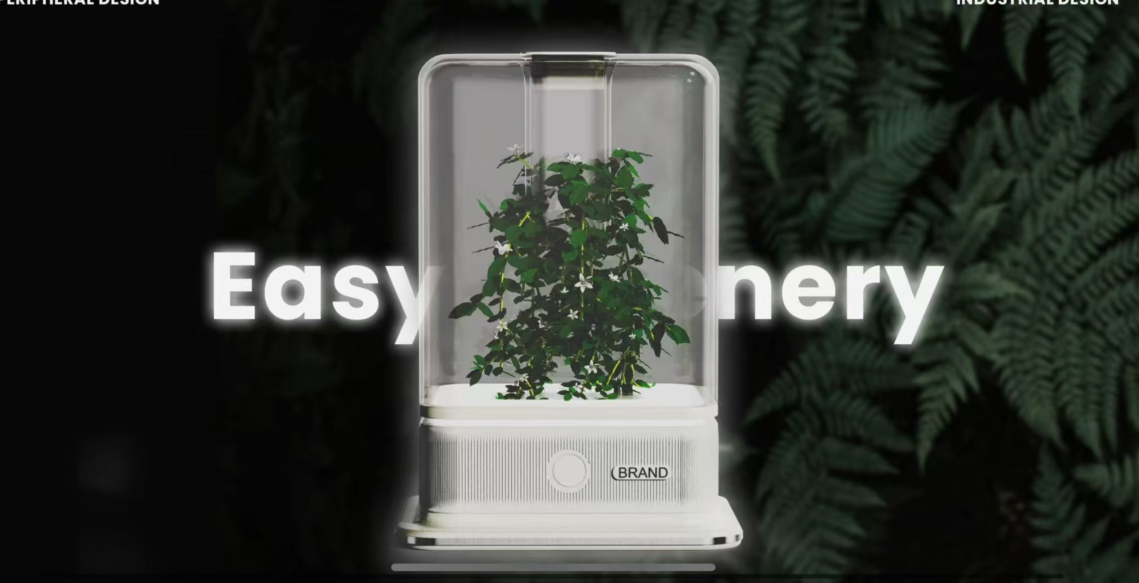 desktop，decompression，cure，Botany，Green plant，