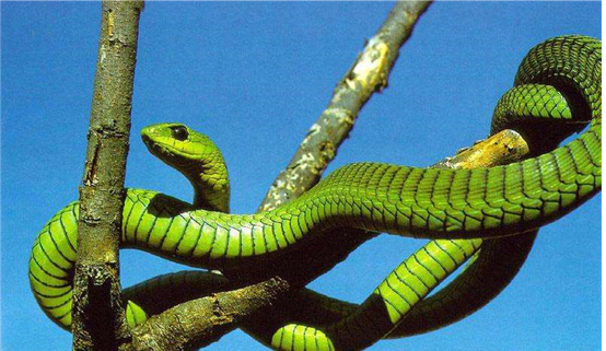 hang lamp，asymmetric light source，Display pendant，Display Perimeter，Display Accessories，Desktop accessories，Desktop atmosphere，Table setting，