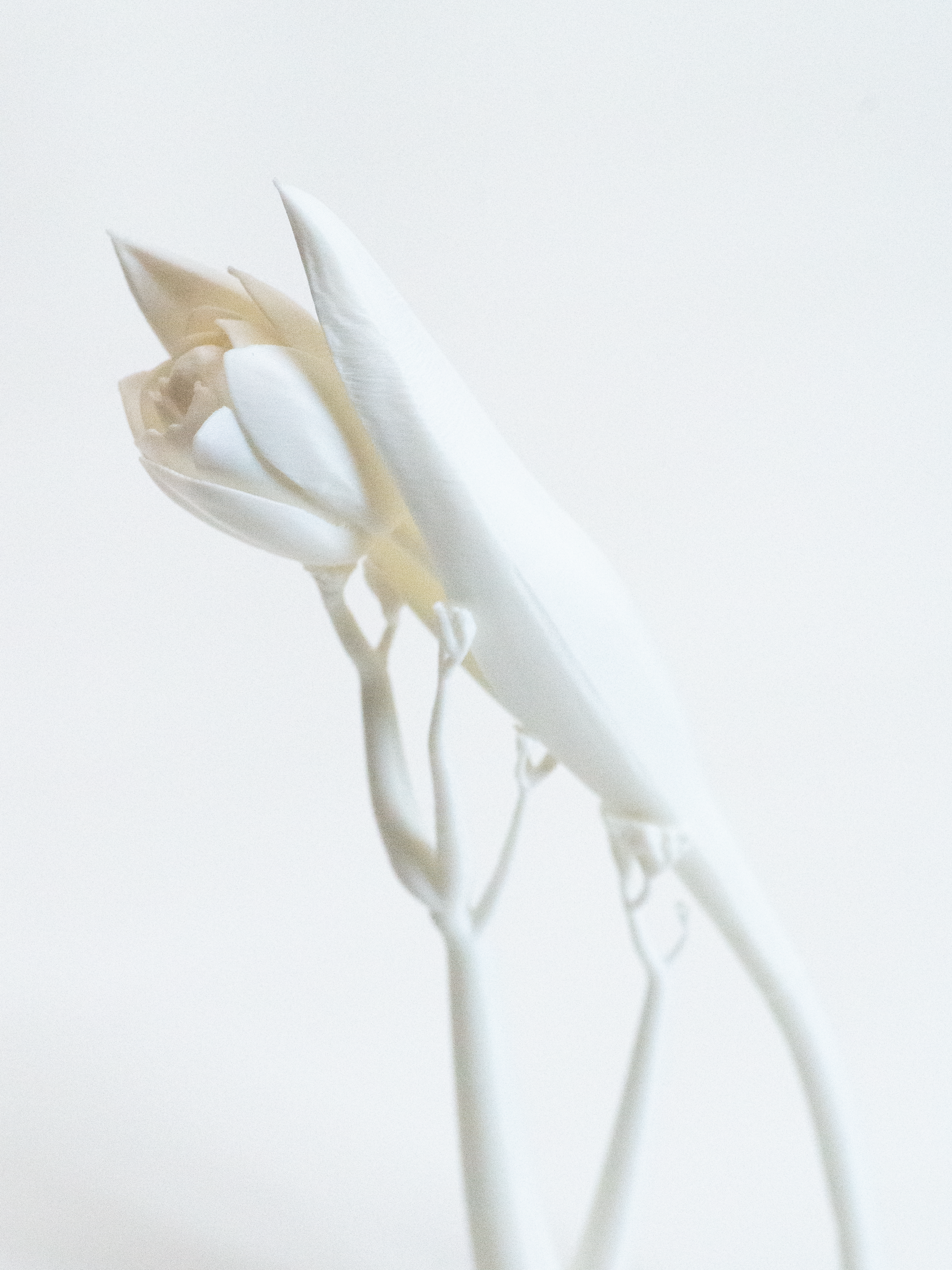 3D printing，product design，Flower rack，