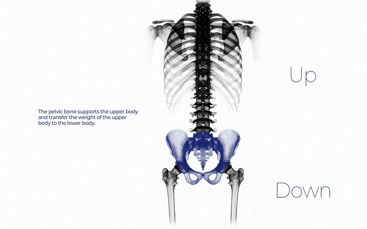 Himalaya，chair，furniture，originality，