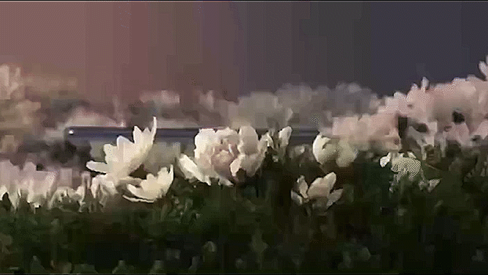c4d，ae，ps，