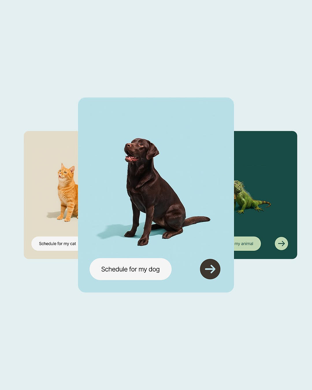 emotional resonance，Brand design，warm，Veterinary Project，