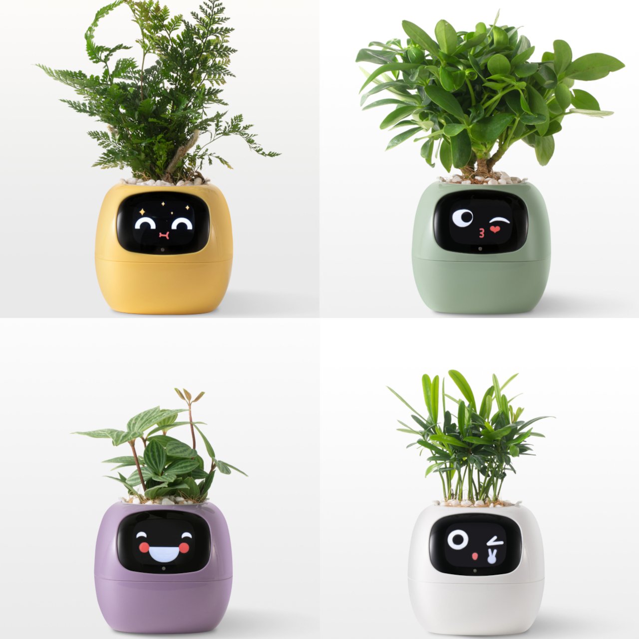 Smart Plant Ivy，Intelligent flowerpot，Housewear & Furnishings，Gardening tools，