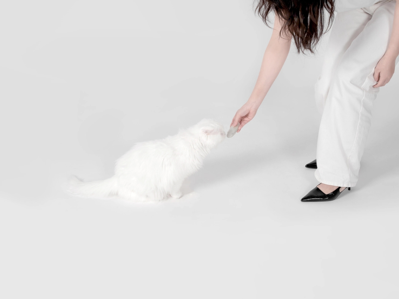 Mew，Cat Care suit，Pet Supplies & Pet，originality，