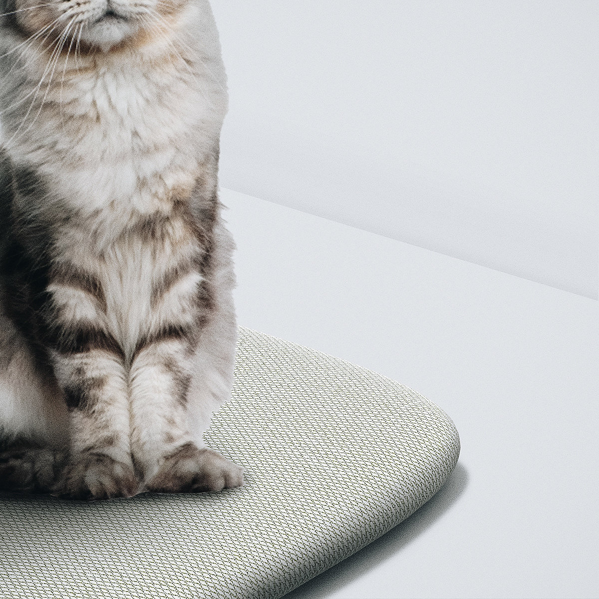 Vacuum cleaner，Pets，Cat tower，respiratory disease，allergy，Fly ，cat，