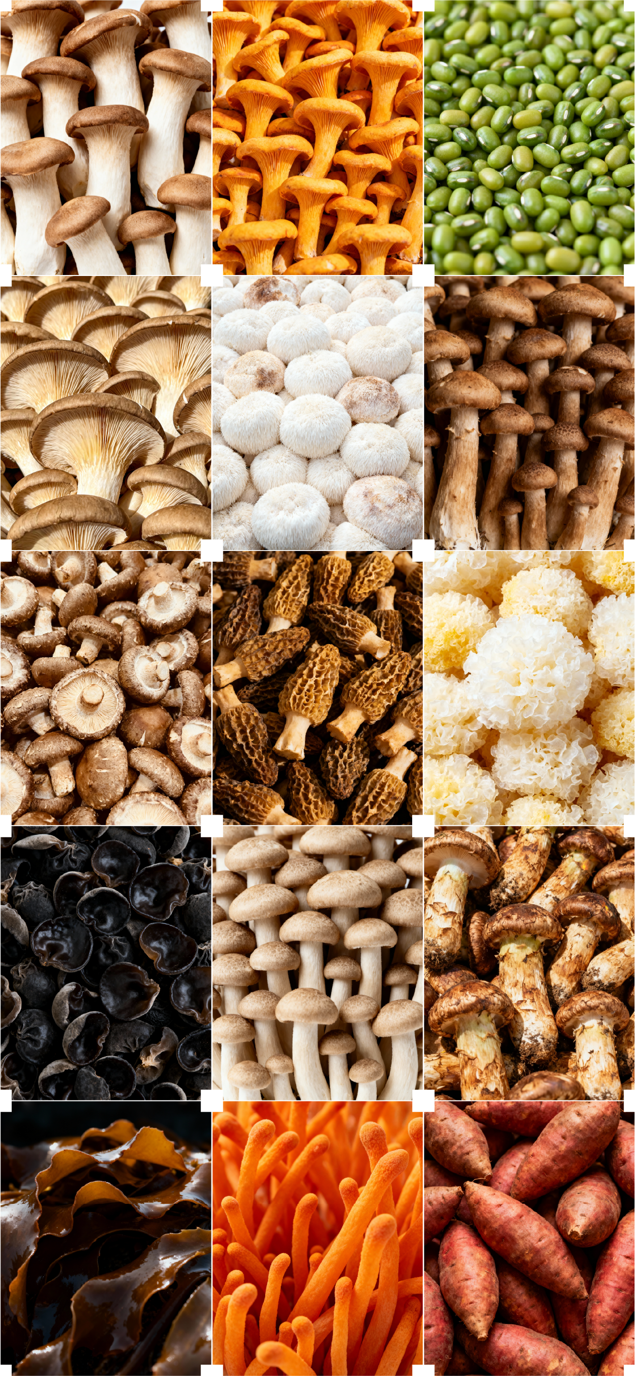 Brand design，packing design，Illustration packaging，Layout design，Original works，North and South Mountain Goods，3D rendering，Packaging technology，