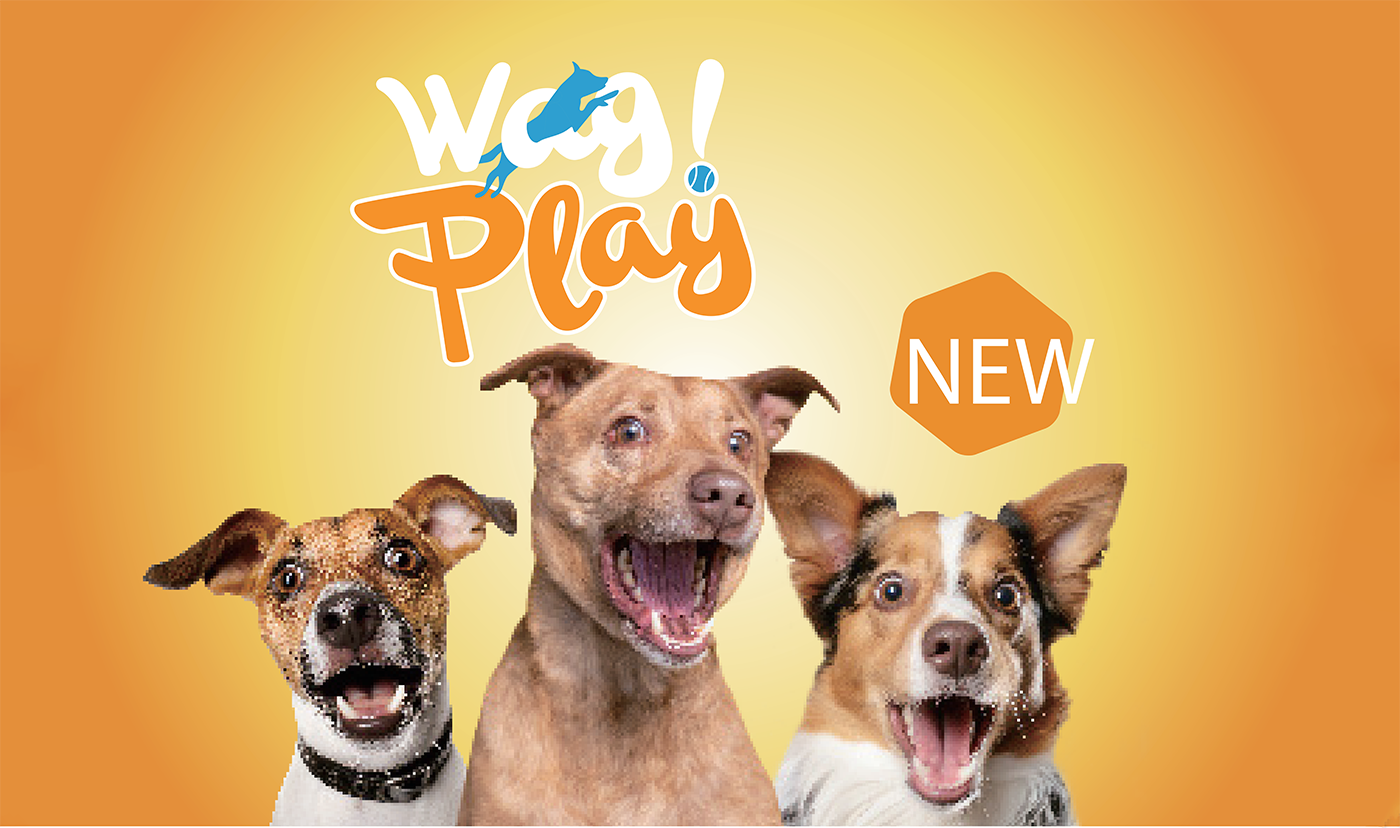 Pet toys，electronic product，silicone plastic，