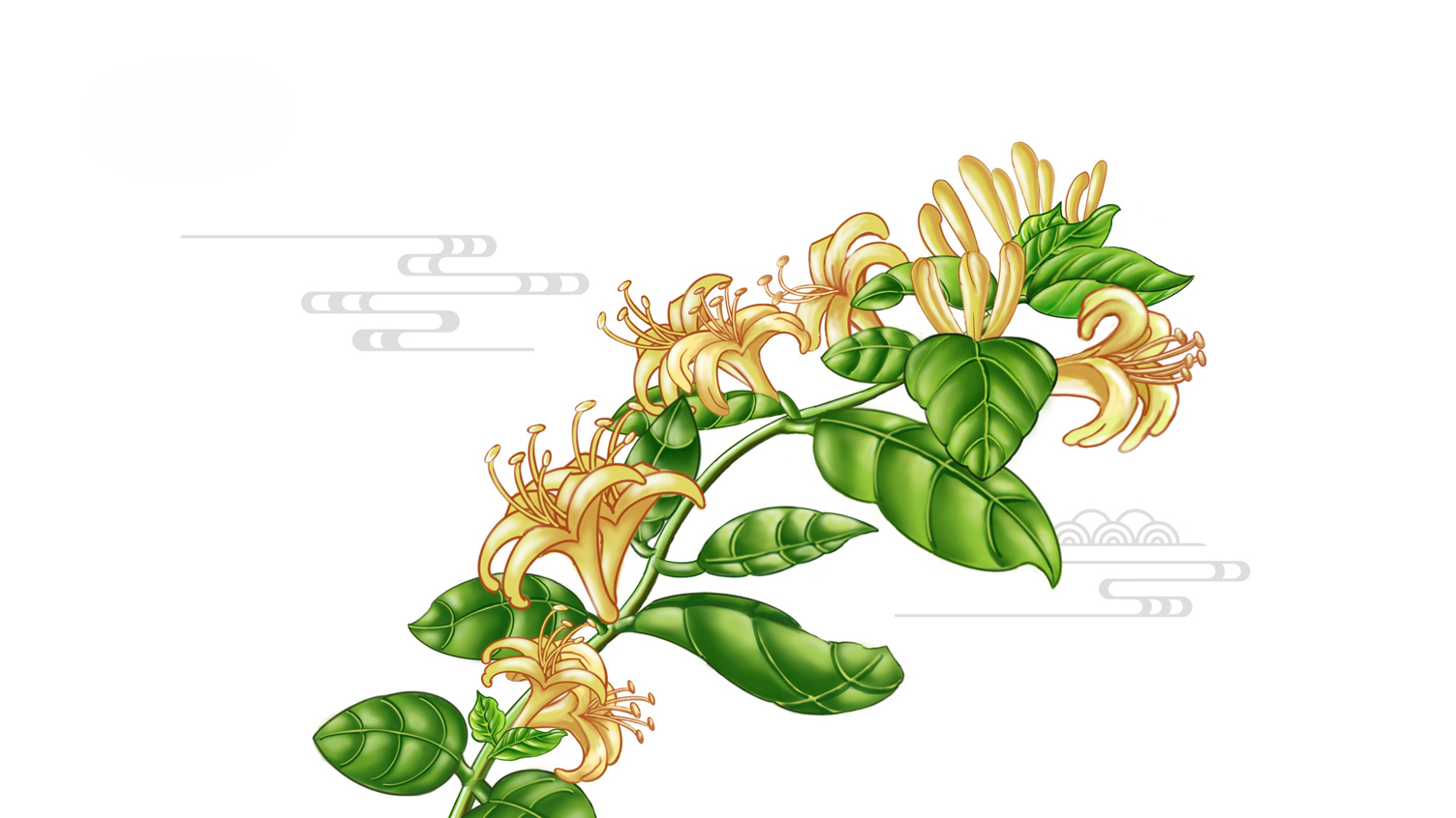 Shuanghuanglian oral liquid packaging，Drug packaging design，