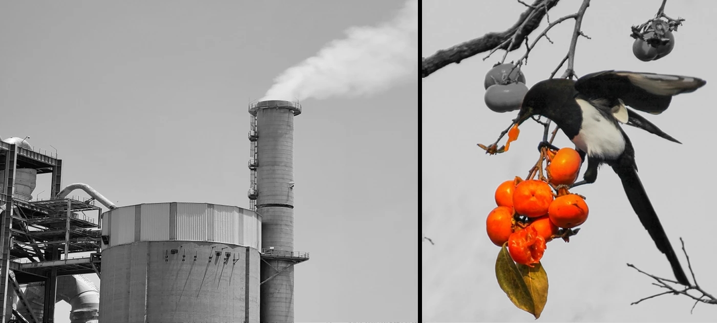 Birddy，swing，Outdoor facilities，Amusement facilities，