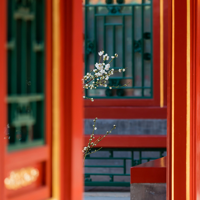 Photography，snow scene，Sculpture，the Forbidden City，palace，Zhu Hong，Begonia flower，Chinese elements，Chinese style，palace，sundial，Beijing Forbidden City，Scenery，scene，Architecture，the Palace Museum，Cultural Relic，history，