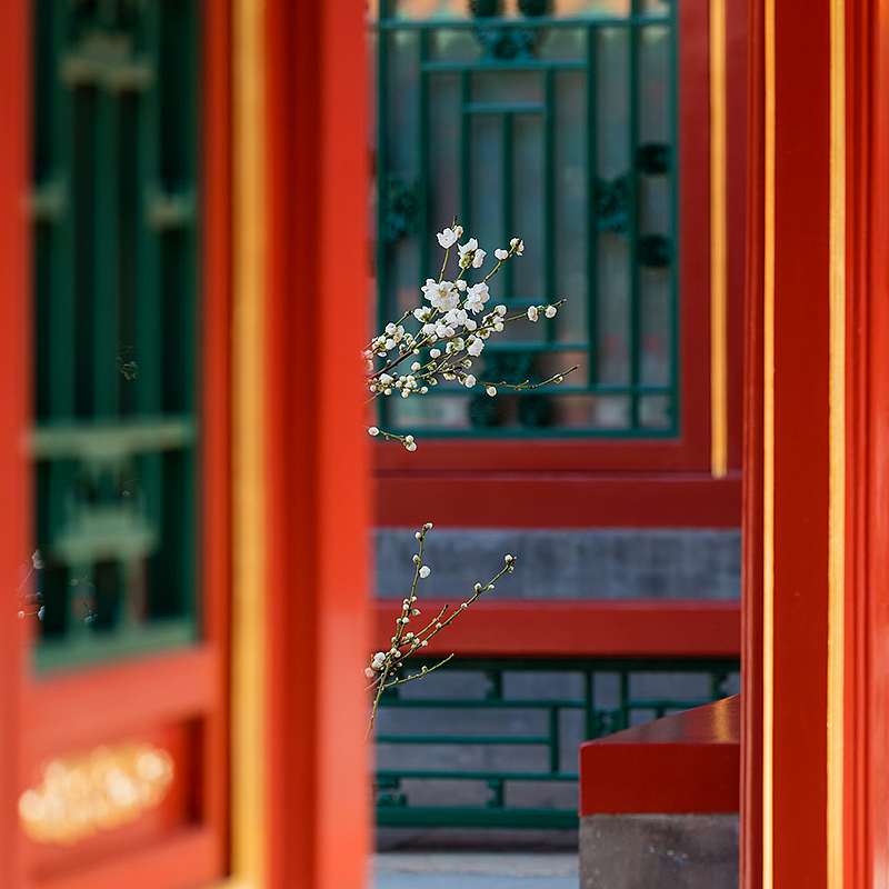 摄影，雪景，雕塑，紫禁城，宫殿，朱红，海棠花，中国元素，中国风，日晷，北京故宫，景观，场景，建筑，故宫博物院，文物，历史，