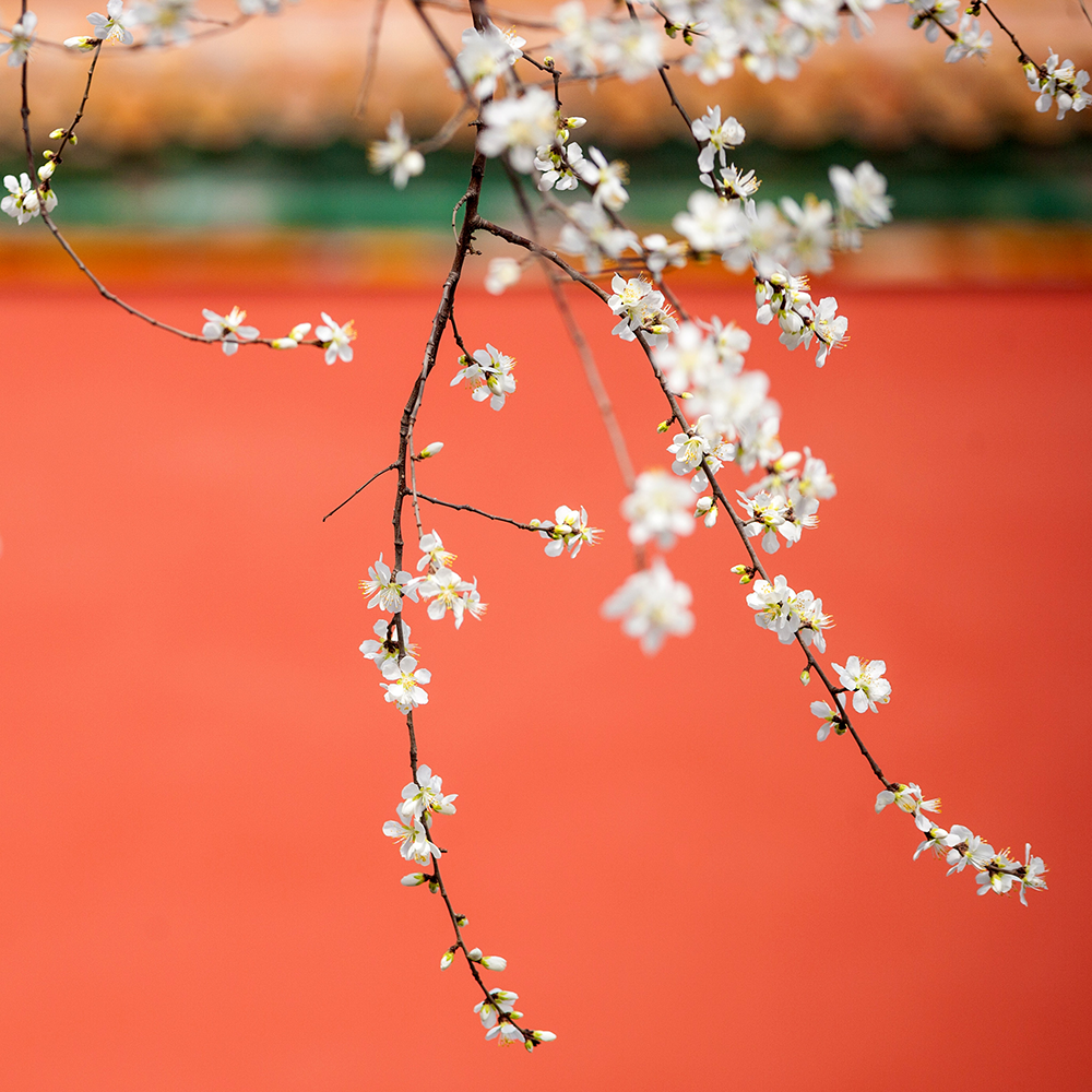 Photography，snow scene，Sculpture，the Forbidden City，palace，Zhu Hong，Begonia flower，Chinese elements，Chinese style，palace，sundial，Beijing Forbidden City，Scenery，scene，Architecture，the Palace Museum，Cultural Relic，history，