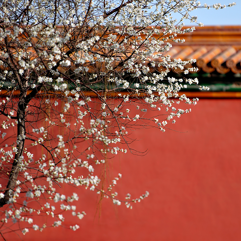 摄影，雪景，雕塑，紫禁城，宫殿，朱红，海棠花，中国元素，中国风，日晷，北京故宫，景观，场景，建筑，故宫博物院，文物，历史，