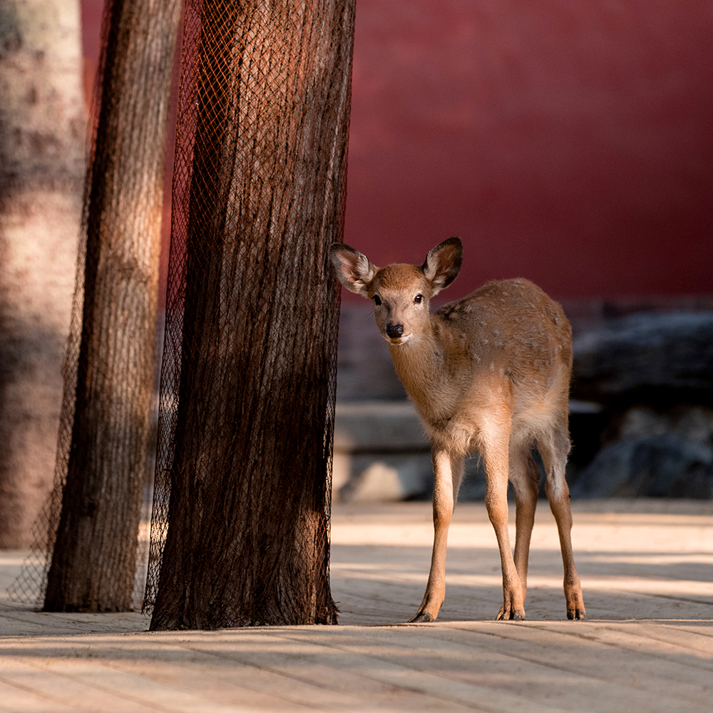 Photography，snow scene，Sculpture，the Forbidden City，palace，Zhu Hong，Begonia flower，Chinese elements，Chinese style，palace，sundial，Beijing Forbidden City，Scenery，scene，Architecture，the Palace Museum，Cultural Relic，history，
