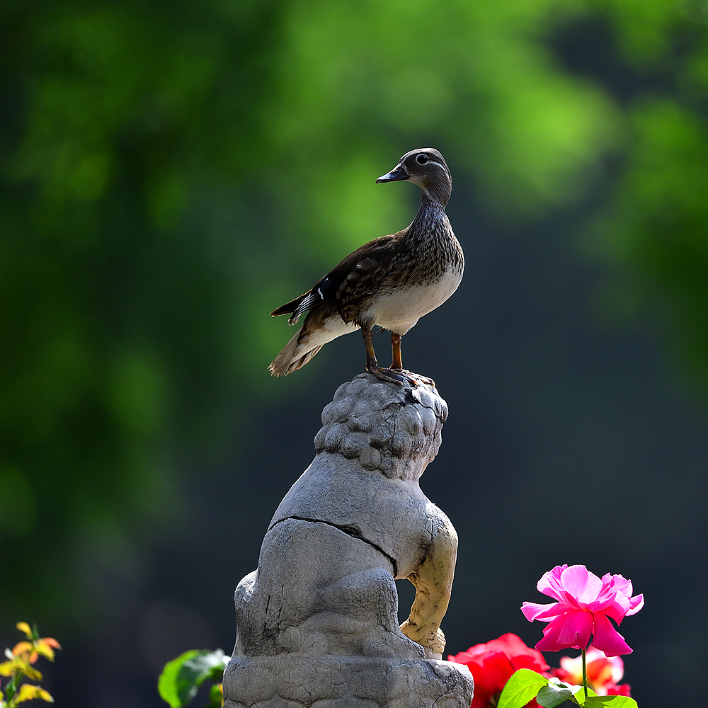 Photography，snow scene，Sculpture，the Forbidden City，palace，Zhu Hong，Begonia flower，Chinese elements，Chinese style，palace，sundial，Beijing Forbidden City，Scenery，scene，Architecture，the Palace Museum，Cultural Relic，history，