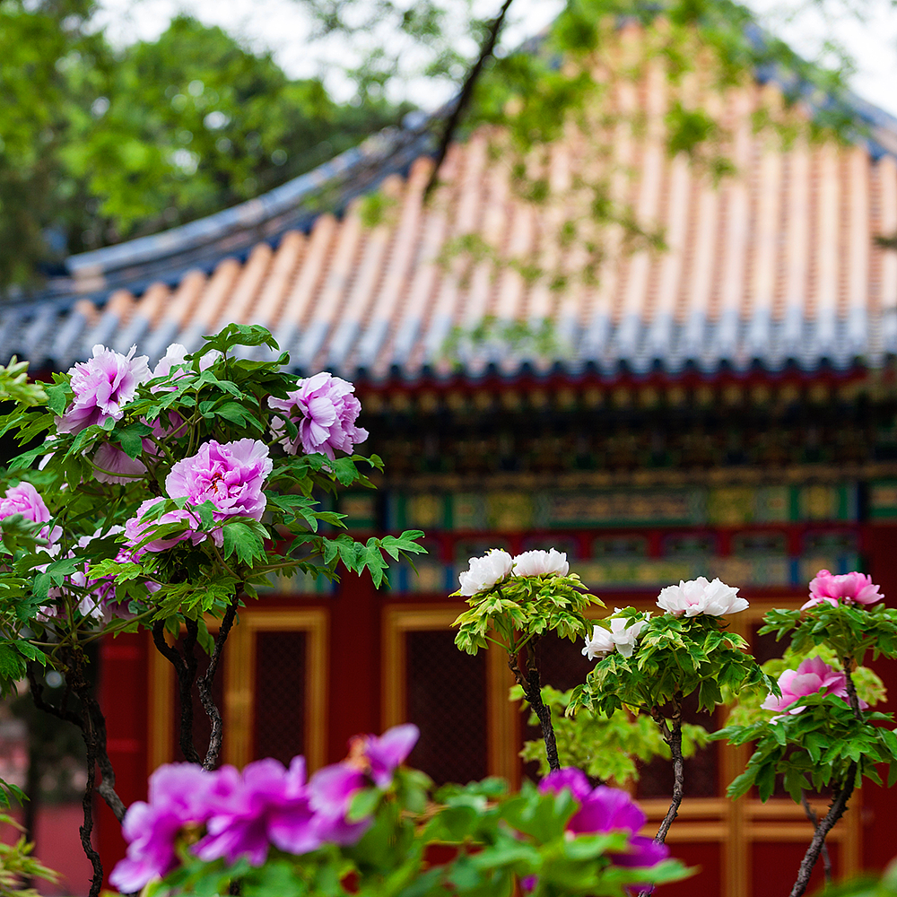 Photography，snow scene，Sculpture，the Forbidden City，palace，Zhu Hong，Begonia flower，Chinese elements，Chinese style，palace，sundial，Beijing Forbidden City，Scenery，scene，Architecture，the Palace Museum，Cultural Relic，history，