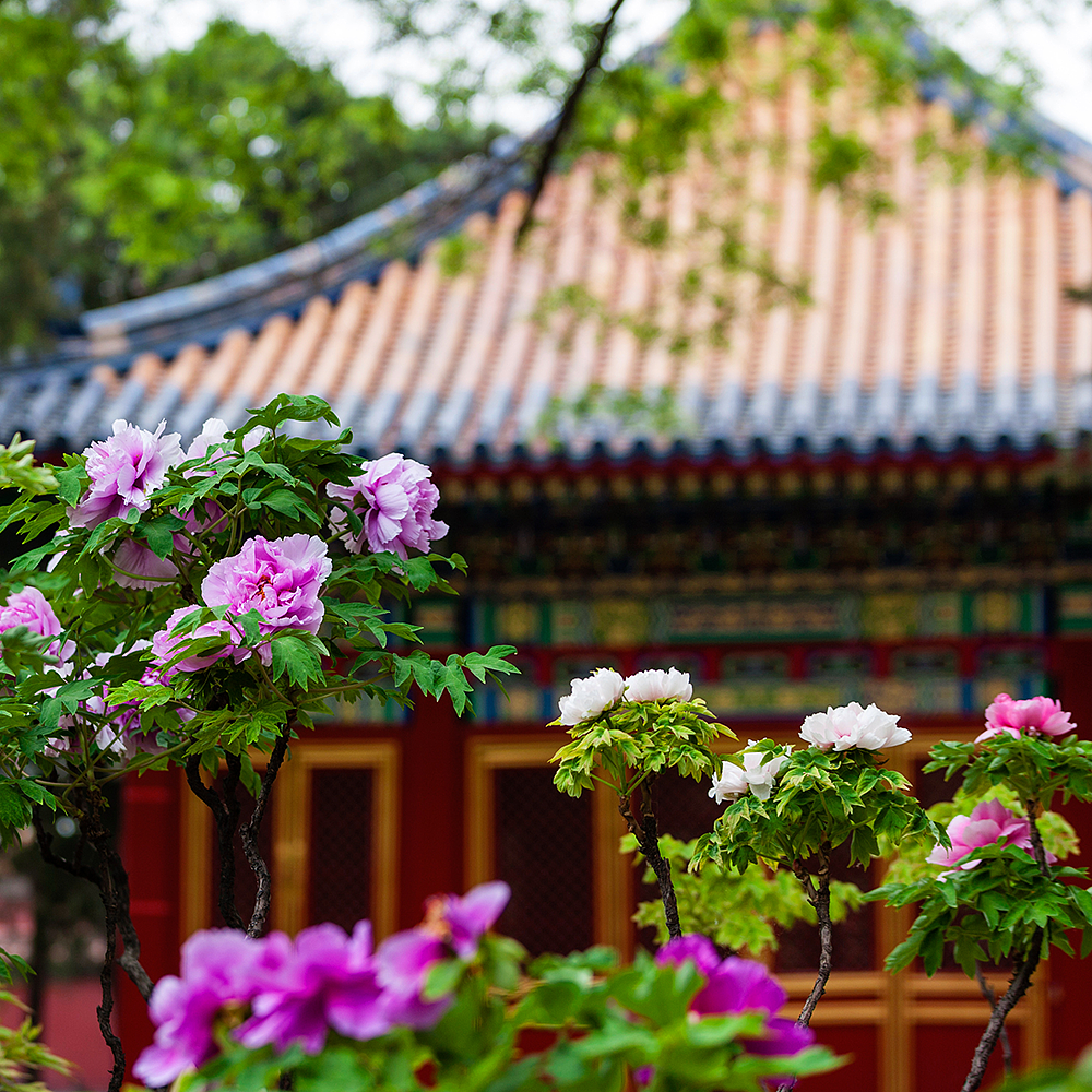 摄影，雪景，雕塑，紫禁城，宫殿，朱红，海棠花，中国元素，中国风，日晷，北京故宫，景观，场景，建筑，故宫博物院，文物，历史，