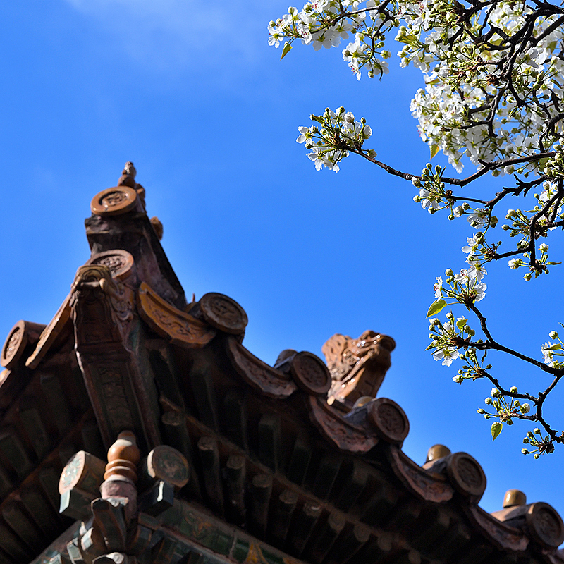 Photography，snow scene，Sculpture，the Forbidden City，palace，Zhu Hong，Begonia flower，Chinese elements，Chinese style，palace，sundial，Beijing Forbidden City，Scenery，scene，Architecture，the Palace Museum，Cultural Relic，history，