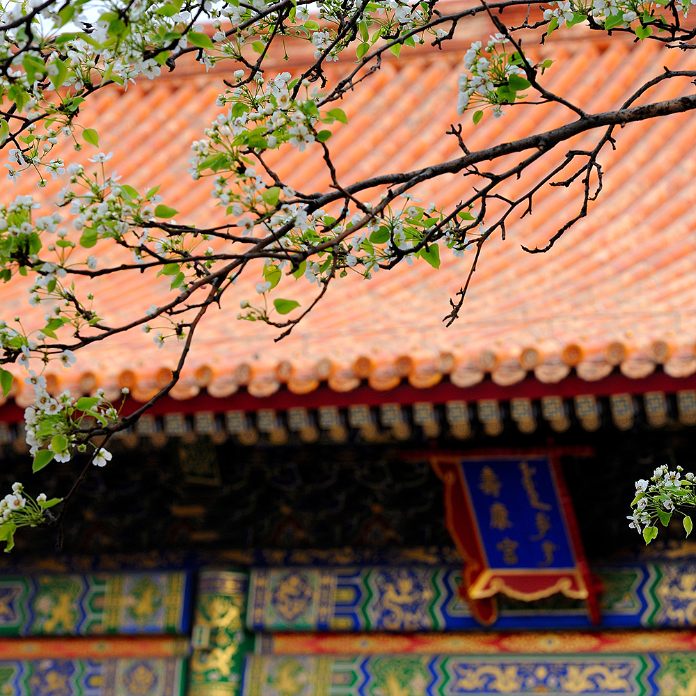 Photography，snow scene，Sculpture，the Forbidden City，palace，Zhu Hong，Begonia flower，Chinese elements，Chinese style，palace，sundial，Beijing Forbidden City，Scenery，scene，Architecture，the Palace Museum，Cultural Relic，history，