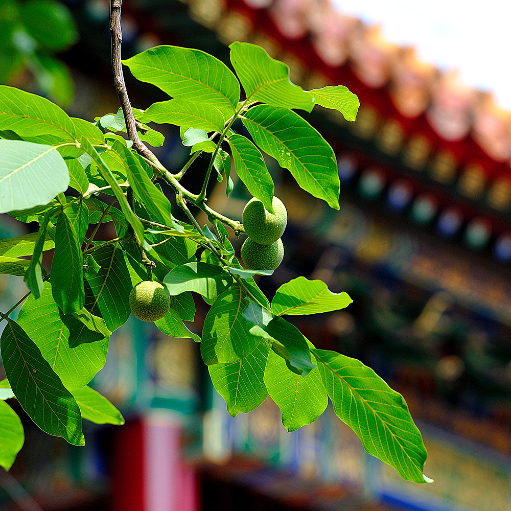Photography，snow scene，Sculpture，the Forbidden City，palace，Zhu Hong，Begonia flower，Chinese elements，Chinese style，palace，sundial，Beijing Forbidden City，Scenery，scene，Architecture，the Palace Museum，Cultural Relic，history，