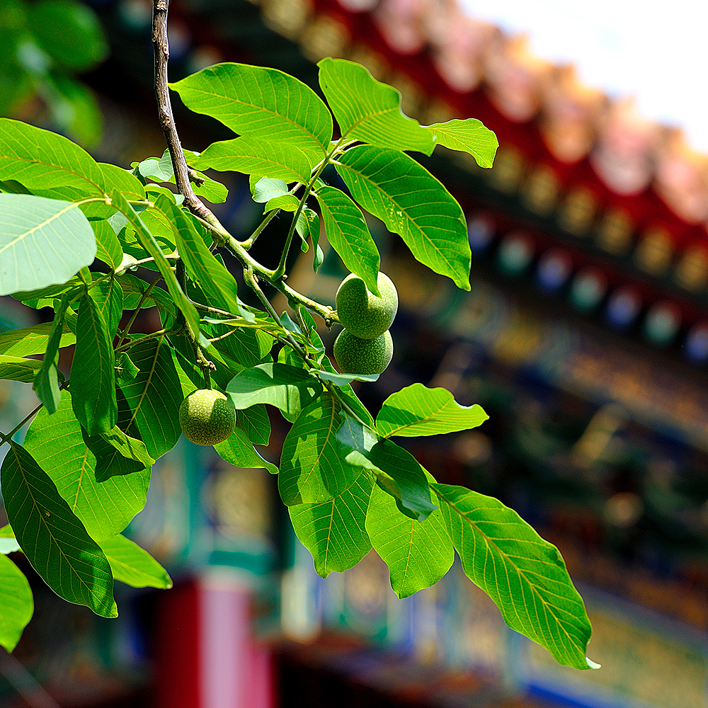 摄影，雪景，雕塑，紫禁城，宫殿，朱红，海棠花，中国元素，中国风，日晷，北京故宫，景观，场景，建筑，故宫博物院，文物，历史，